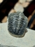 Trilobita Fóssil Phacops REF112 - loja online