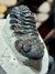 Trilobita Fóssil Phacops REF117 - comprar online
