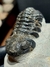 Trilobita Fóssil Phacops REF117 - Fósseis Brasil