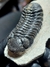 Trilobita Fóssil Phacops REF118 na internet