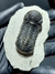 Trilobita Fóssil Phacops REF120