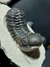 Trilobita Fóssil Phacops REF120 - comprar online