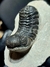 Trilobita Fóssil Phacops REF120 na internet
