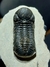 Trilobita Fóssil Phacops REF120 - Fósseis Brasil