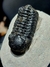 Trilobita Fóssil Phacops REF121 na internet