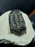 Trilobita Fóssil Phacops REF121 - Fósseis Brasil