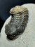 Trilobita Fóssil Phacops REF122 na internet