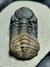 Trilobita Fóssil Phacops REF122 - Fósseis Brasil