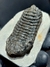 Trilobita Fóssil Phacops REF123 na internet