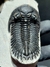 Trilobita Fóssil Hollardops REF059 - Fósseis Brasil