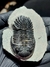 Trilobita Fóssil Hollardops REF061