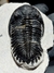 Trilobita Fóssil Hollardops REF061 - Fósseis Brasil