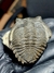 Trilobita Fóssil Hollardops REF073 - Fósseis Brasil