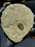 Trilobita Fóssil Parabathycheilus REF004