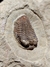 Trilobita Fóssil Parabathycheilus REF004 - comprar online