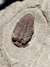 Trilobita Fóssil Parabathycheilus REF004 - Fósseis Brasil