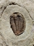 Trilobita Fóssil Parabathycheilus REF004 - loja online