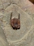 Trilobita Fóssil Parabathycheilus REF006 - comprar online