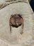 Trilobita Fóssil Parabathycheilus REF006 - Fósseis Brasil