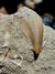 Dente de Mosassauro Fóssil REF283 - comprar online