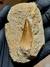 Dente de Mosassauro Fóssil REF299