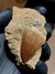 Dente de Mosassauro Fóssil REF305