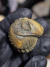 Trilobita Fóssil Phacops REF160 na internet