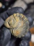 Trilobita Fóssil Phacops REF160