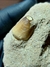 Dente de Mosassauro Fóssil (Globidens) REF021 na internet