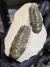 Trilobita Fóssil Crotalocephalina REF036