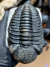 Trilobita Fóssil Phacops REF135 - Fósseis Brasil