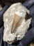 Dente de Mosassauro Fóssil REF361 - Fósseis Brasil