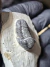 Trilobita Fóssil Gerastos REF178 - comprar online