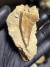 Dente de Mosassauro Fóssil REF399 - comprar online