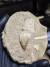 Dente de Mosassauro Fóssil REF405