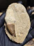 Dente de Mosassauro Fóssil REF407