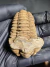 Trilobita Fóssil Flexicalymene REF386