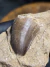 Dente de Mosassauro Fóssil REF419 na internet