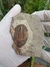 Trilobita Fóssil Asaphellus REF004