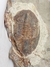 Trilobita Fóssil Asaphellus REF004 - comprar online