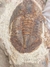 Trilobita Fóssil Asaphellus REF004 - Fósseis Brasil
