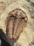 Trilobita Fóssil Euloma REF001 na internet