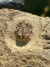 Trilobita Fóssil Euloma REF001 - loja online