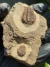Trilobita Fóssil Euloma REF001 - Fósseis Brasil
