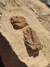 Trilobita Fóssil Parabathycheilus REF001 - comprar online