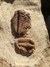 Trilobita Fóssil Parabathycheilus REF001 - Fósseis Brasil