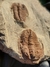 Trilobita Fóssil Euloma REF006 - Fósseis Brasil