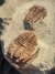 Trilobita Fóssil Euloma REF006 - loja online