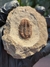 Trilobita Fóssil Euloma REF002