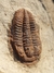 Trilobita Fóssil Euloma REF002 - comprar online